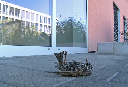Toter Vogel (Star) liegt am Boden vor einer sich spiegelnden Fensterscheibe.