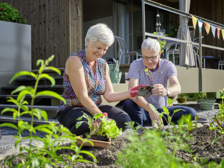 Ehepaar im Garten beim Salatsetzlinge setzen