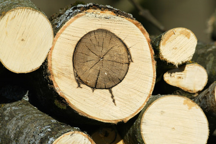 Bild von Fragen & Antworten zum Baustoff Holz