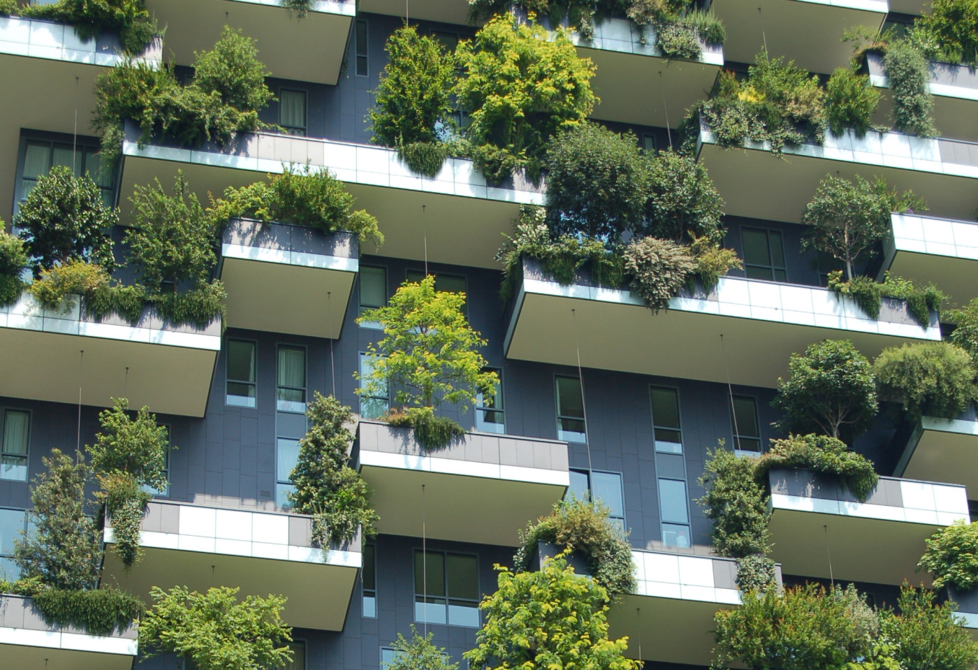 Une for&ecirc;t dans la maison